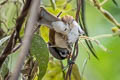 Grey-headed Parrotbill Paradoxornis gularis transfluvialis
