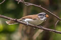 Grey-headed Parrotbill Paradoxornis gularis transfluvialis