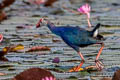 Grey-headed Swamphen Porphyrio poliocephalus poliocephalus