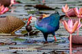 Grey-headed Swamphen Porphyrio poliocephalus poliocephalus