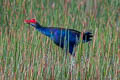 Grey-headed Swamphen Porphyrio poliocephalus ssp.