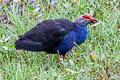 Indochinese Swamphen Porphyrio poliocephalus viridis