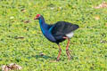 Indochinese Swamphen Porphyrio poliocephalus viridis