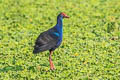 Indochinese Swamphen Porphyrio poliocephalus viridis