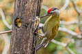 Grey-headed Woodpecker Picus canus hessei 