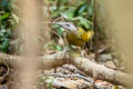 Grey-headed Woodpecker Picus canus hessei 