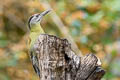 Grey-headed Woodpecker Picus canus hessei 