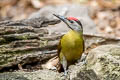 Grey-headed Woodpecker Picus canus hessei 