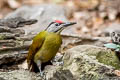 Grey-headed Woodpecker Picus canus hessei 