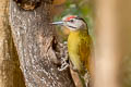 Grey-headed Woodpecker Picus canus hessei 