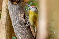 Grey-headed Woodpecker Picus canus hessei 