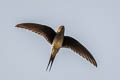 Grey-rumped Treeswift Hemiprocne longipennis harterti