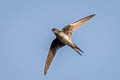 Grey-rumped Treeswift Hemiprocne longipennis harterti