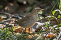 Grey-sided Thrush Turdus feae (Feae's Thrush)