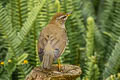 Grey-sided Thrush Turdus feae (Feae's Thrush)