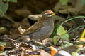 Grey-sided Thrush Turdus feae (Feae's Thrush)