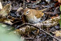 Grey-sided Thrush Turdus feae (Feae's Thrush)