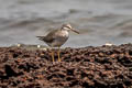 Grey-tailed Tattler Tringa brevipes