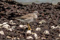 Grey-tailed Tattler Tringa brevipes