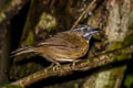 Grey-throated Babbler Stachyris nigriceps dipora