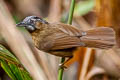 Grey-throated Babbler Stachyris nigriceps spadix 