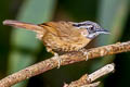 Grey-throated Babbler Stachyris nigriceps spadix 