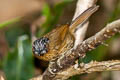 Grey-throated Babbler Stachyris nigriceps spadix 