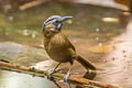 Grey-throated Babbler Stachyris nigriceps yunnanensis