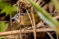 Grey-throated Babbler Stachyris nigriceps spadix 