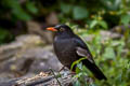 Grey-winged Blackbird Turdus boulboul