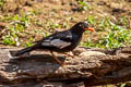 Grey-winged Blackbird Turdus boulboul