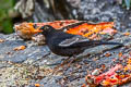 Grey-winged Blackbird Turdus boulboul