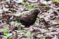 Grey-winged Blackbird Turdus boulboul