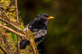 Grey-winged Blackbird Turdus boulboul