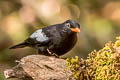 Grey-winged Blackbird Turdus boulboul