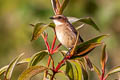 Grey Bush Chat Saxicola ferreus ferreus