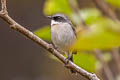 Grey Bush Chat Saxicola ferreus ferreus