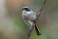 Grey Bush Chat Saxicola ferreus ferreus