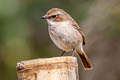 Grey Bush Chat Saxicola ferreus ferreus