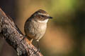 Grey Bush Chat Saxicola ferreus ferreus