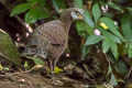 Grey Peacock-Pheasant Polyplectron bicalcaratum bicalcaratum