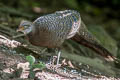 Grey Peacock-Pheasant Polyplectron bicalcaratum bicalcaratum