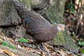 Grey Peacock-Pheasant Polyplectron bicalcaratum bicalcaratum