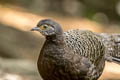 Grey Peacock-Pheasant Polyplectron bicalcaratum bicalcaratum