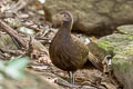 Grey Peacock-Pheasant Polyplectron bicalcaratum bicalcaratum