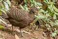 Grey Peacock-Pheasant Polyplectron bicalcaratum bicalcaratum