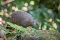 Grey Peacock-Pheasant Polyplectron bicalcaratum bicalcaratum