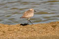 Grey Plover Pluvialis squatarola squatarola (Black-bellied Plover)