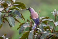 Grey Treepie Dendrocitta formosae assimilis