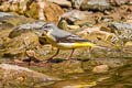 Grey Wagtail Motacilla cinerea cinerea